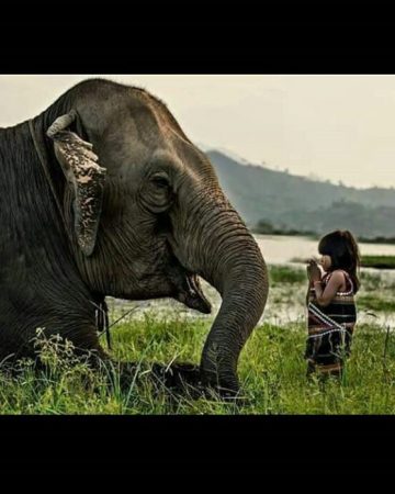 Elephant Conservation
